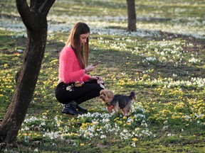 In this Feb. 16, 2016 file photo, a girl takes pictures of her dog, back dropped by freshly sprung snowdrops and other spring flowers during an unseasonably warm winter day, in Bucharest, Romania. Earth got so hot last month that federal scientists struggled to find words, describing temperatures as “astronomical,” “staggering” and “strange.” They warned that the climate may have moved into a new and hotter neighbourhood. (AP Photo/Vadim Ghirda)