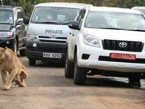 A lioness walks along a road as visitors sit in their vehicles at Nairobi's National Park in Kenya's capital Nairobi, July 12, 2014. On Friday, a lion strayed from the park and attacked a man on the side of a highway. REUTERS/Edmund Blair