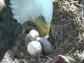 A Bald Eagle is seen with a newly-hatched eaglet in a nest at the National Arboretum in Washington in a still image from a live video feed received by Reuters on March 18, 2016. REUTERS/National Arboretum/American Eagle Foundation/Handout via Reuters