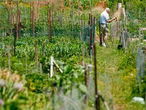 A gardener waters a plot at one of London?s community gardens. Researchers with Community Gardens London want to pin down the sites of local shared gardens that are located on land not owned by the city. (London Free Press file photo)
