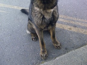 Arco, a police service dog, is shown in this recent handout photo. RCMP are crediting a service dog named Arco for finding a distraught young woman who may not have survived the night in dense bush near (Nanaimo, B.C. THE CANADIAN PRESS/HO - RCMP)