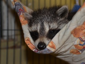 A baby raccoon is shown in this photo provided by Heaven's Wildlife Rescue, a volunteer-run site in Oil Springs that cares for orphaned and injured wildlife. Handout/Sarnia Observer/Postmedia Network