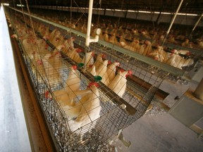 Caged hens (Reuters files)