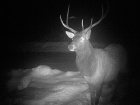 An elk visits the property of Lorne and Gisele Johnson near Warren in this image the couple captured on a trail camera. Three bulls have made regular appearances this winter. (Photo supplied)