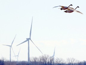 Migrating tundra swans fly past huge wind turbines near Grand Bend, Ont., in this file photo. A Plympton-Wyoming resident is asking Suncor and NextEra to extend the bird and bat monitoring program for their Cedar Point wind energy project in Lambton County.
Scott Wishart/Stratford Beacon Herald/Postmedia Network