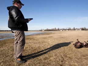 Jim Robinson plays with his dog Hemi, a chocolate lab, in Grand Trunk Park in Edmonton, Alta., on Monday, April 7, 2014. Warm temperatures have brought more families and their animals out to the park. Ian Kucerak/Postmedia