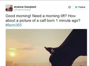 Andrew Campbell?s most popular tweet in 2015, when he tweeted a photo every day from his family farm in Middlesex County, was this sunrise shot of a cow with its newborn calf, posted Sept. 2.