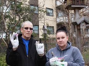 Lynwood Avenue residents Bob Stennett and Heather Perry hold up the drug paraphernalia they've found in their backyards within the last few weeks. They believe the assortment of crack pipes and lighters are being tossed from apartment balconies that face onto their backyards. (Barbara Simpson, The Observer)
