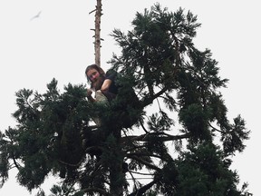 A man sits in an 80-foot tall tree in downtown Seattle, on March 22, 2016, after he climbed nearly to the top, disrupting traffic. Police say when authorities arrived, the man refused to speak with them and threw an apple at medics. (Grant Hindsley/seattlepi.com via AP)