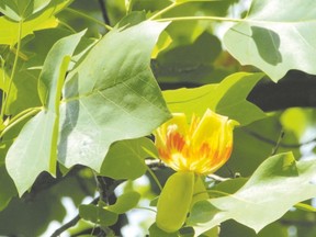 The tulip tree, part of the magnolia family, is one of our classic Carolinian Zone tree species. This is the only part of Canada where this tree grows. Watch for its beautiful flowers in early June. (Paul Nicholson/Special to Postmedia News)