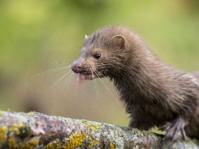 An American mink is seen at a creek near the village of Khatenchitsy, north of Minsk, September 15, 2015. REUTERS/Vasily Fedosenko