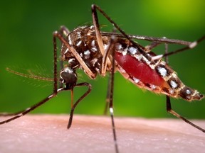 This 2006 photo provided by the Centers for Disease Control and Prevention shows a female Aedes aegypti mosquito in the process of acquiring a blood meal from a human host. (THE CANADIAN PRESS/ AP/James Gathany/Centers for Disease Control and Prevention via AP)