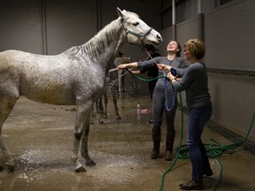 Katy Chapman and her mom, Sharon, wash her thoroughbred horse named Grayson after their dressage performance at the All Equine Show in the Western Fair Agriplex in London, Ont. on Friday March 25, 2016. (DEREK RUTTAN, The London Free Press)