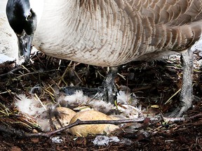Found some eggs! A goose plucks her feathers and scatters them around her eggs this Easter weekend, Saturday, March 26, 2016. Veronica Henri/Toronto Sun/Postmedia Network