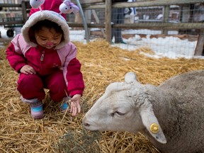 Three-year-old Ginny Zhang enjoys the company of a sheep in the petting farm during Hop! Easter Fest at Prairie Gardens in Bon Accord on Friday, March 25, 2016. The petting farm's residents included rabbits, sheep and goats