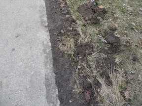 The mild winter is mostly to blame for the turf that was scraped up by sidewalk snow ploughs in Sarnia, as the ground just wasn’t frozen when the ploughs were used. Gardening expert John DeGroot says the damage is easy enough to repair. John DeGroot photo