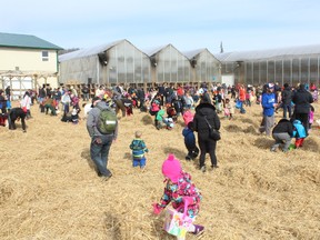 Kids, and their parents, search for Easter eggs at Dunvegan Gardens, located south of Fort McMurray, Alta. on Saturday March 26, 2016. Vincent McDermott/Fort McMurray Today/Postmedia Network