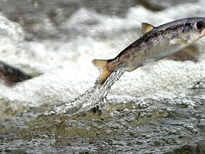 Chinook salmon. (File photo)