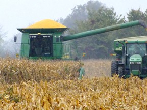 Corn is harvested along Waterworks Road in Sarnia, in this file photo. The Cellulosic Sugar Producers Cooperative, a group of Ontario farmers, has entered into a memorandum of understanding with Comet Biofining, a London-based company planning to build a sugar-fro-biomass plant in Sarnia. The arrangement with Comet will allow farmers involved in the co-op to own equity in the plant expected to produce sugar, from corn stalks and leaves, for use in making biochemicals and fuels. (File photo/The Observer)