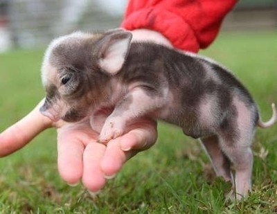 the smallest pig in the world