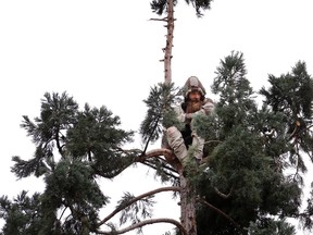 A man sits near the top of a sequoia tree on Wednesday, March 23, 2016, in downtown Seattle. The man later identified as Cody Lee Miller refused to climb down for 25 hours. (AP Photo/Elaine Thompson)