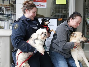 Inspector Tracey Lapping of the Sudbury SPCA shows off Bowes and Hotlips, while acting branch manager Rachelle Lamoureux holds Maxwell, on Monday March 28, 2016. Gino Donato/Sudbury Star/Postmedia Network