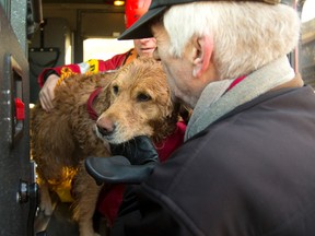 Owner Dave Barnett is reunited with his 4 year old golden retriever Sheeba that broke its leash and plunged into the swollen Thames River at Blackfriars bridge, and needed to be rescued by the fire department near Queens Avenue in London, Ont. on Tuesday March 29, 2016. Firefighter Brad Dodd was warming the dog in the firetruck before Barnett was able to come and pick her up. (MIKE HENSEN, The London Free Press)