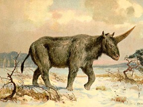A painting of am elasmotherium sibiricum, aka. Siberian unicorn. (Heinrich Harder/Wikimedia Commons/HO)
