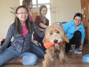 Queen's University students Ange Lam, left, Somee Park, Liisa MacNicholas and Lily Yang play with one of the dogs taking part in Critters on Campus on Wednesday, March 30, 2016 in Kingston, Ont., an initiative to help students through the stress of exams. Michael Lea The Whig-Standard Postmedia Network