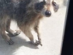 An injured raccoon limps on the balcony of a Toronto condo in this handout photo. (Handout)