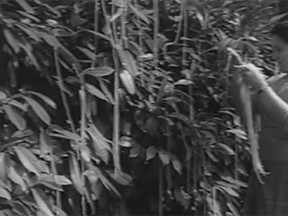 The esteemed BBC cheerfully reported Swiss farmers were celebrating an unusually plentiful spaghetti crop in 1957. (YouTube screengrab)