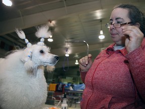Genevieve Lafrance of Montreal gives a treat to her miniature poodle Tango at Coniston Arena in Greater Sudbury, Ont. on Thursday March 31, 2016. The Nickel District Kennel Club is holding a dog show this weekend at Coniston Arena. Gino Donato/Sudbury Star/Postmedia Network