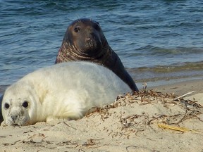 In this Jan. 7, 2016 photo released by the National Oceanic and Atmospheric Administration, a gray seal mother and pup lie on the beach of Muskeget Island at Nantucket, Mass. NOAA scientists are using a pair of drones as part of an effort to photograph the country's biggest seal breeding colony on the island. The pictures will help them find how many gray seals there are in Northeastern waters, said Kimberly Murray, coordinator of the seal research program at NOAA’s Northeast Fisheries Science Center. (Kimberly Murray/National Oceanic and Atmospheric Administration via AP)