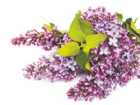 Shrubs like old fashion lilacs and forsythia can survive after being cut back to the ground.