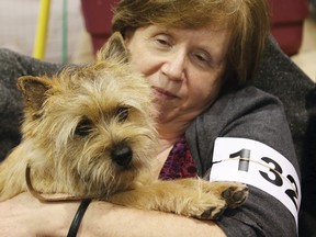 Maureen Pattyson-Talbot snuggles up with McKenna, her cairn terrier, at the Nickel District Kennel Club dog show at the Toe Blake Memorial Arena in Coniston, Ont. on Friday April 1, 2016. John Lappa/Sudbury Star/Postmedia Network