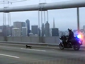 In this frame from video provided by the California Highway Patrol, Officer G. Pumphrey pursues a male Chihuahua running loose on the San Francisco-Oakland Bay Bridge in San Francisco Sunday, April 4, 2016. This image was made from a patrol car running a traffic break to keep cars from passing. Officers finally corralled the dog, then posted images on their Facebook page seeking the public's help in finding the owner.(California Highway Patrol, via AP)