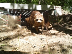 Raccoons emerge from an "eco-passage" with a car over top is shown in this undated handout photo. THE CANADIAN PRESS/HO - Ontario Parks