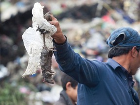 A worker holds dead rat at the main garbage dump in the city of Peshawar. The city's new rat hunters are up against pests that can produce 20 offspring every 20 days. Photo by Mian Khursheed for The Washington Post.