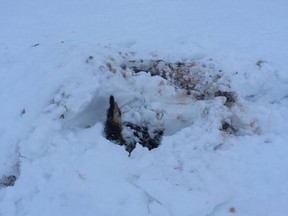 Sometime before March 14, 2016, five elk were shot and abandoned, but not before they were buried in snow, presumably to conceal their whereabouts, says Alberta Fish & Wildlife. (twitter.com/fwenforcement)