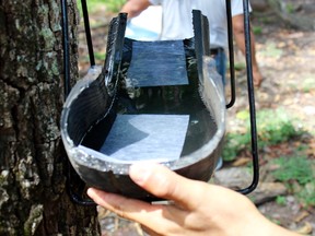 Daniel Pinelo/For The Sudbury Star 
A Laurentian University researcher believes his innovation for killing mosquito eggs could go a long way toward fighting the Zika virus and other illnesses spread by the insects. Prof. Gerardo Ulibarri has designed traps called ovillantas, made from 50-centimetre sections of old car tire and filled with a milk-based, non-toxic solution developed at Laurentian to lure mosquitoes, as well as a wooden or paper strip on which the females lay their eggs.