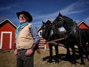 Ross Fritz with the Bar U Ranch National Historic Site's newest percheron horses Poca, left and Terra, named after pioneer George Pocaterra. Parks Canada announced the names at the the Bar U Ranch National Historic Site at Pekisko, Alta., on Thursday April 7, 2016. Leah Hennel/Postmedia Network