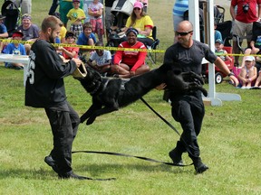 Const. Jeff Dickson and his canine partner Zeus demonstrate Zeus's bite-and-hold technique on fellow canine officer Const. Mark McCreary at the Kingston Sheepdog Trials in Kingston, Ont. on Friday August 7, 2015. Steph Crosier/Kingston Whig-Standard/Postmedia Network