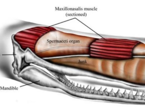 Male sperm whales can be 60 feet long, and their foreheads make up one-third of their length and a quarter of their body mass. Inside are two oil-filled sacs, one atop the other. The spermaceti organ is on top and on the bottom is the junk sac, or, as the study refers to it, "the junk." Graphic from Ali Nabavizadeh via PeerJ.