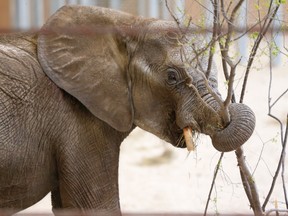 There's a big, quiet elephant hiding in the Sunshine List of people making more than $100,000 a year courtesy of taxpayers. File pic. (AP Photo/Nati Harnik)