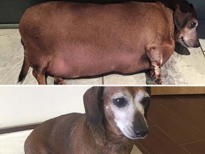 Above: morbidly obese dachshund "Fat Vincent" topped the scales at 38 pounds. Below: a much slimmer dog, renamed Skinny Vinnie."