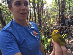 In this Nov. 24, 2015 photo, Maria Costantini, a field assistant for Kauai Forest Bird Recovery Project, holds an anianiau, a vulnerable native forest bird found only at Kauai's high elevations in the Alakai Plateau near Kokee, Hawaii. (Brittany Lyte/The Garden Island via AP)