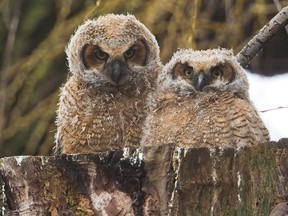 A pair of great horned owl chicks (owlets) are rapidly maturing and fledging their primary flight feathers, meaning that their first hops are not far away. (MIKE HENSEN, The London Free Press)