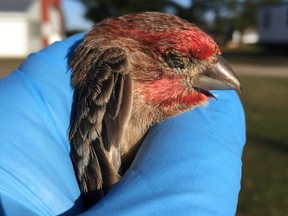 A house finch suffering from conjunctivitis — commonly known to us as pink eye. (Photo courtesy Brian Salt)