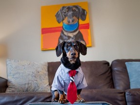 Crusoe the Celebrity Dachshund is a canine internet celebrity with a New York Times Bestselling book as based on the award-winning blog, having appeared on Good Morning America, GoPro, Mashable, ABC News, Huffington Post, Food Network, and more. WAYNE CUDDINGTON/POSTMEDIA