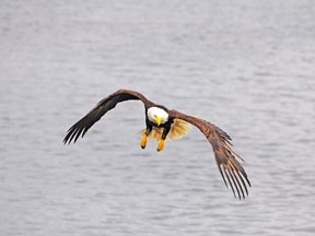 An eagle in Prince Rupert, B.C. (Fotolia)